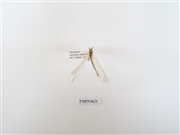 藏品(蟻蛉97)的圖片